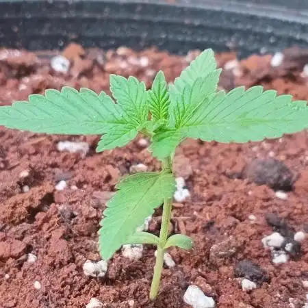 Lemon cherry cookies auto
