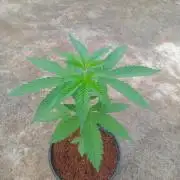 Purple lemonade FF