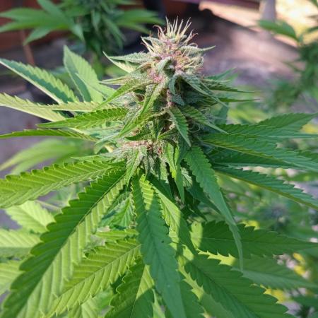Purple lemonade FF