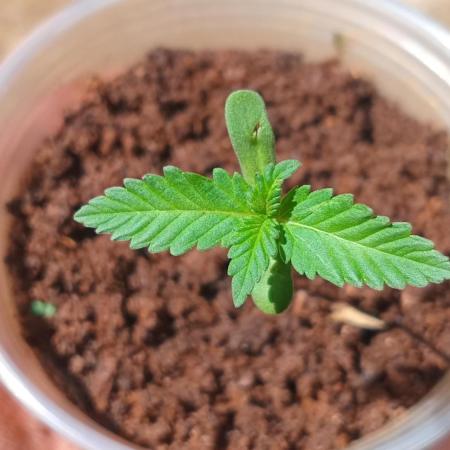 Tropicana Cookies auto