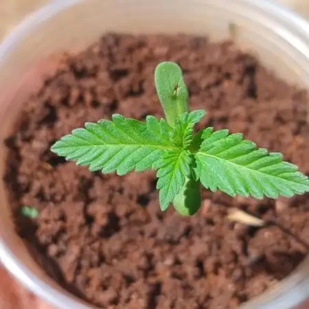 Tropicana Cookies auto