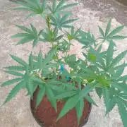 Lemon mandarin