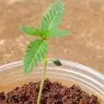 Gorilla Cookies