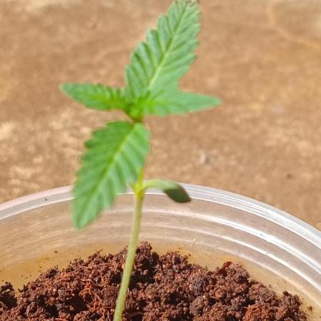 Gorilla Cookies