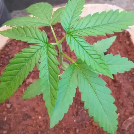 Gorilla Cookies