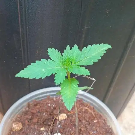 Tropicana Cookies auto