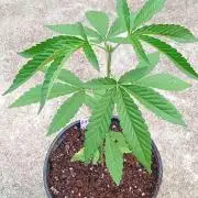 Z42fastbuds