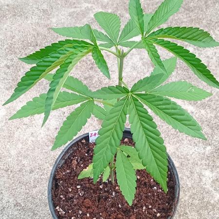 Z42fastbuds