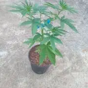 Lemon mandarin