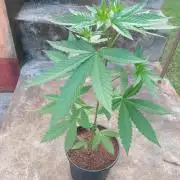 Purple lemonade FF
