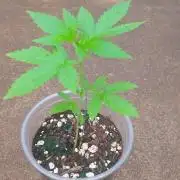 Lemon cherry runtz