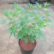 Lemon cherry runtz