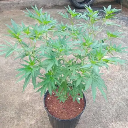 Lemon cherry runtz