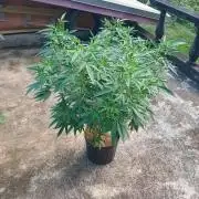 Lemon cherry runtz