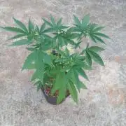 Lemon cherry runtz