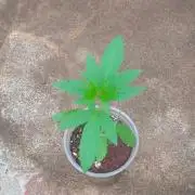 Z42fastbuds