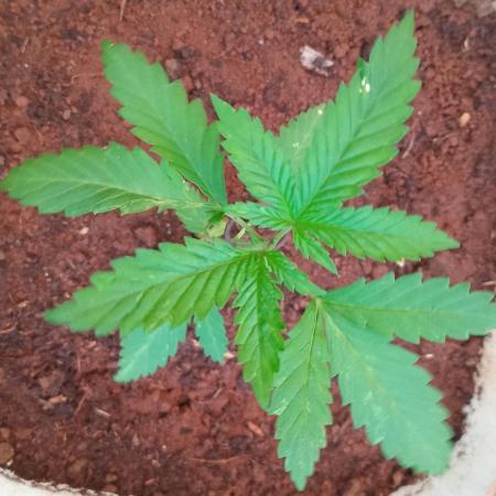 Tropicana Cookies auto