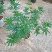 Purple lemonade FF