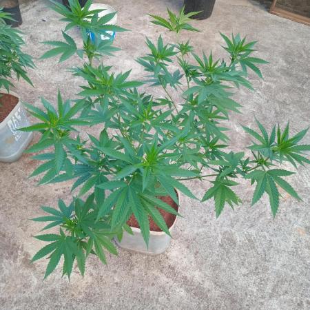 Purple lemonade FF