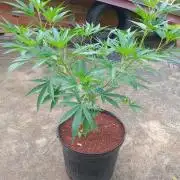 Lemon mandarin