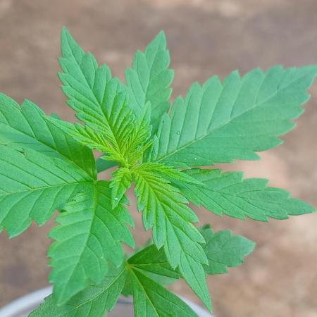Purple lemonade FF
