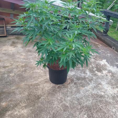 Lemon mandarin