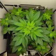 Hindu Kush in SecretBox + Osmocote