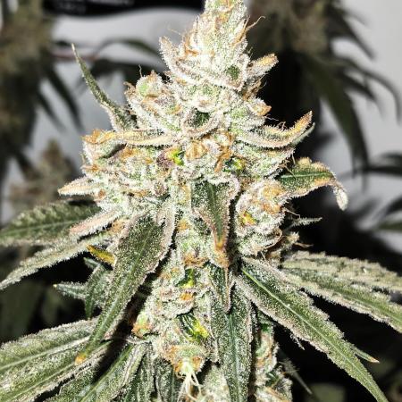 Cookie Casket in SecretBox