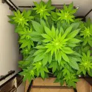 Hindu Kush in SecretBox + Osmocote
