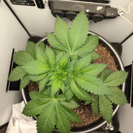 Hindu Kush in SecretBox + Osmocote