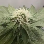 Hindu Kush in SecretBox + Osmocote