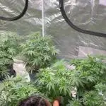 Fastbuds 42 grow