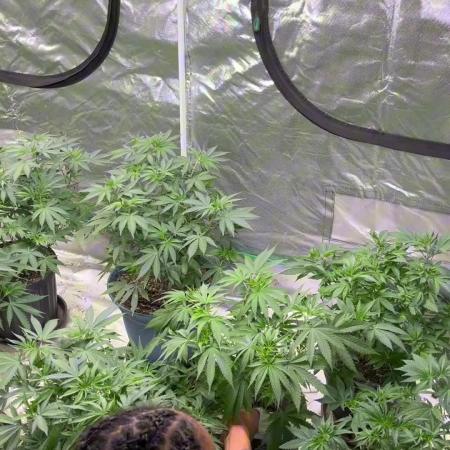 Fastbuds 42 grow