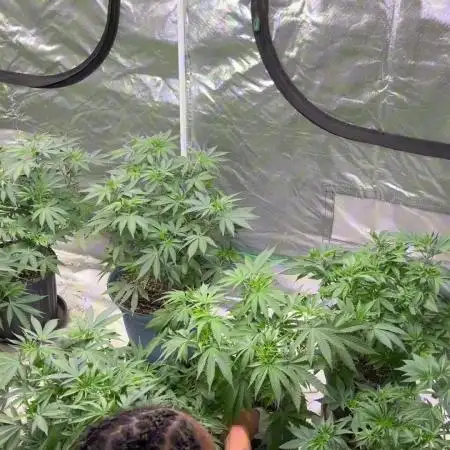 Fastbuds 42 grow