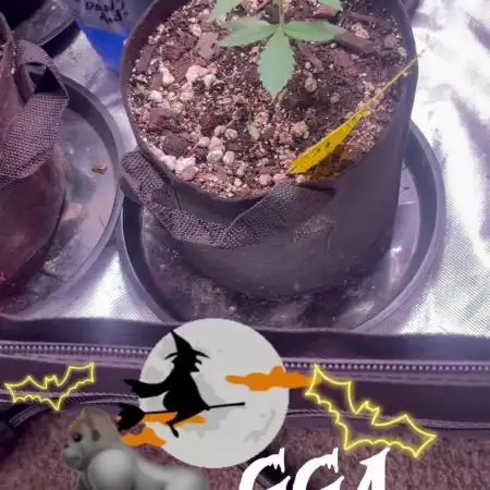 Fastbuds 42 grow