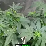 Fastbuds 42 grow
