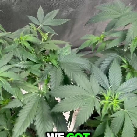 Fastbuds 42 grow