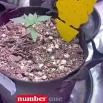 Fastbuds 42 grow