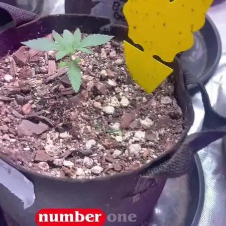 Fastbuds 42 grow