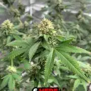 Fastbuds 42 grow