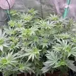 Barneys Farm