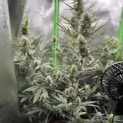 Strawberry Banana Auto