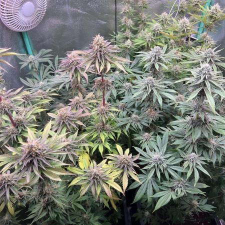 Barneys Farm
