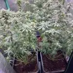 Barneys Farm