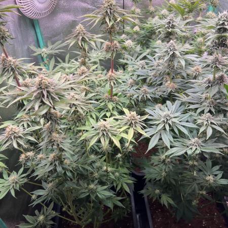 Barneys Farm