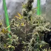 Strawberry Banana Auto