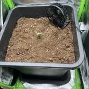 Strawberry Banana Auto