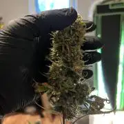 Strawberry Banana Auto