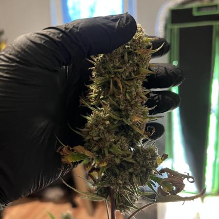 Strawberry Banana Auto