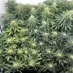 F1 Triploid Sticky Wasabi, Iced Sangria